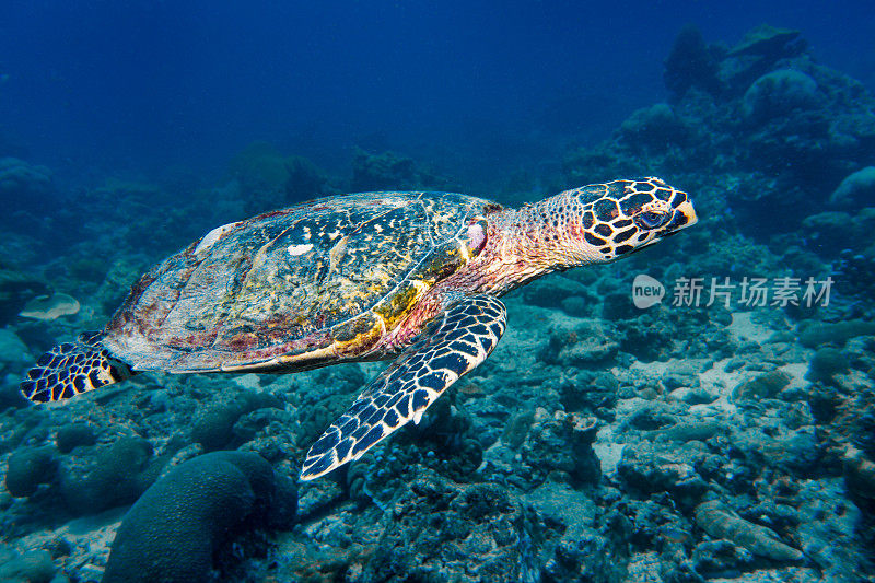 水下罕见遭遇极度濒危的玳瑁海龟(Eretmochelys imbricata)